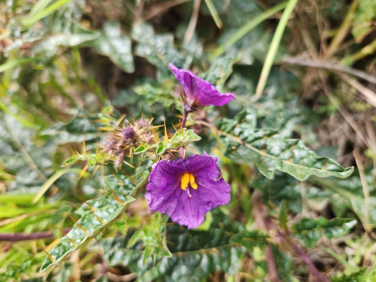 Solanum cinereum flower