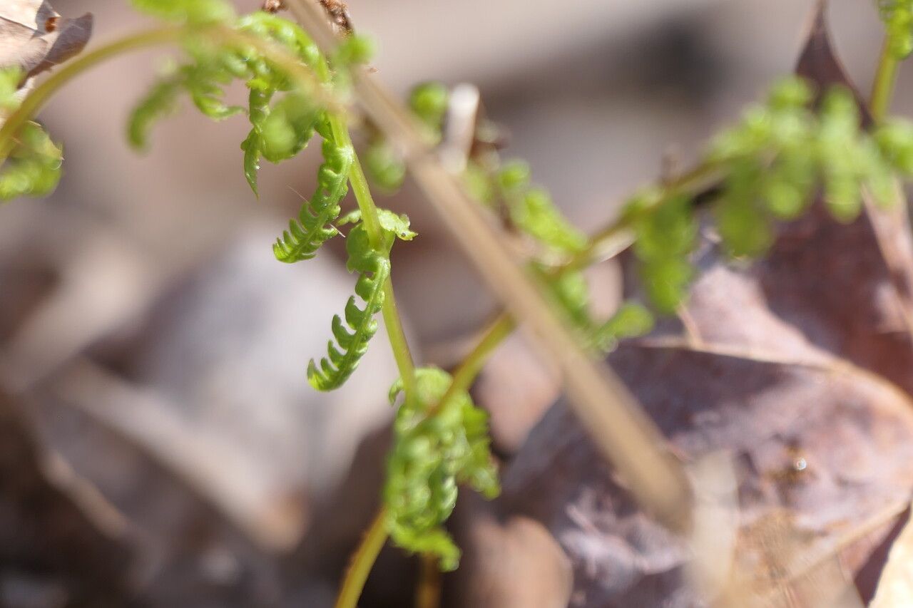 Cystopteris bulbifera — related species from the same genus