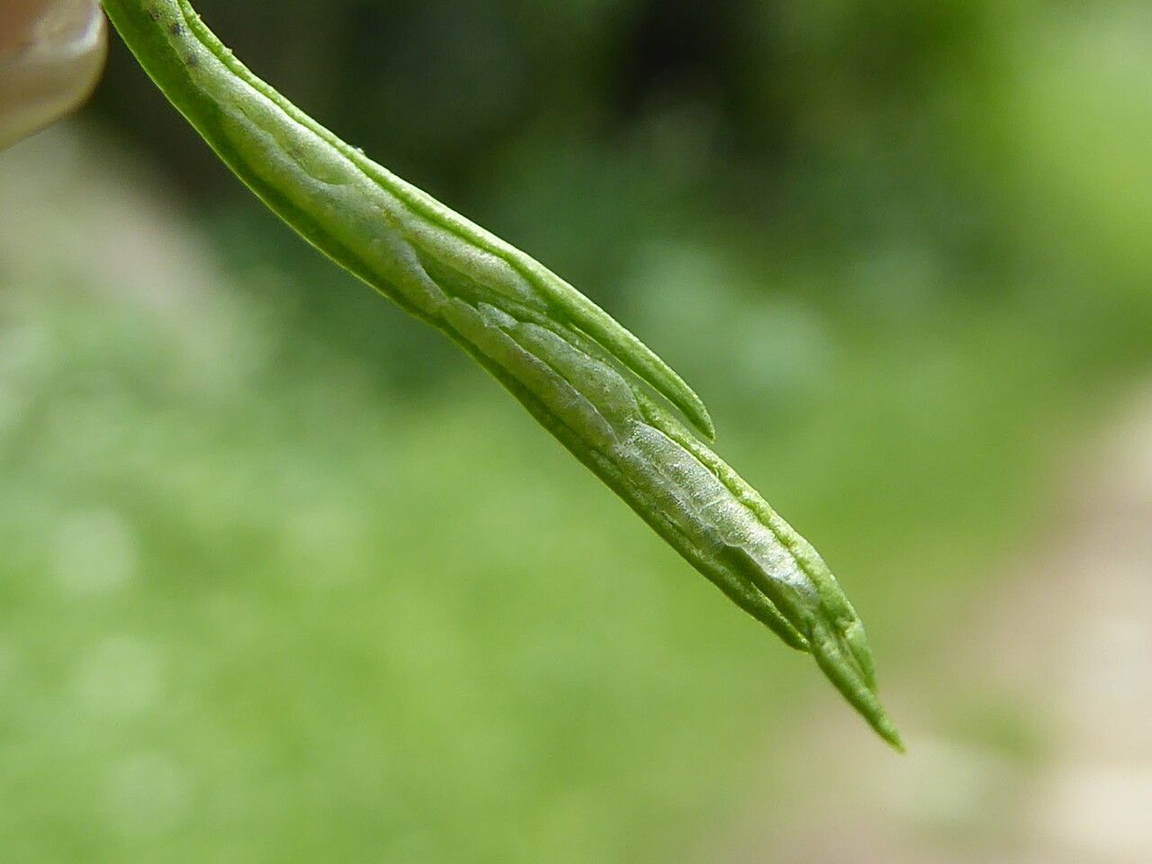 Asplenium septentrionale fruit