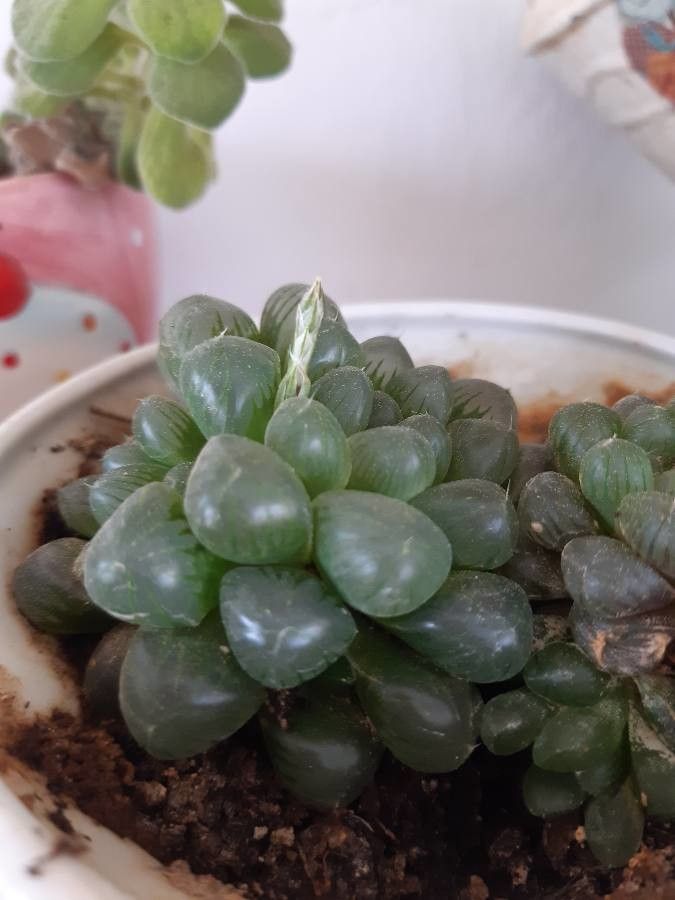 Haworthia cooperi fruit