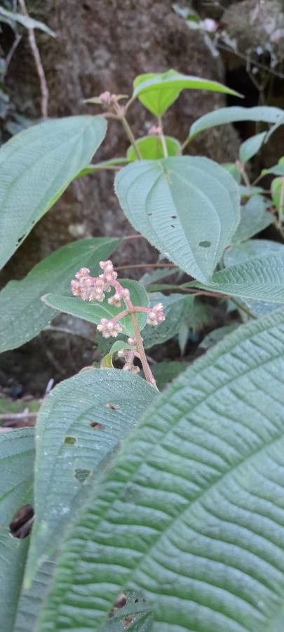 Leandra crenata other