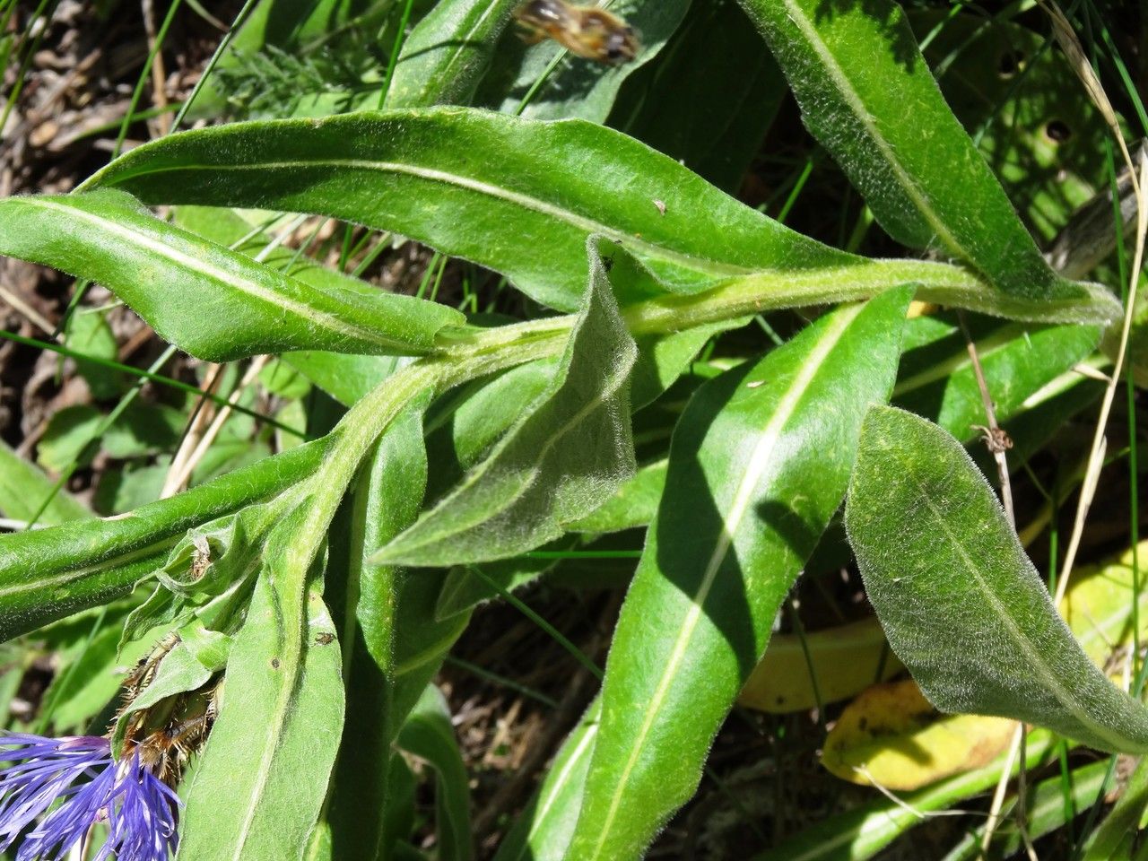 Cyanus graminifolius bark