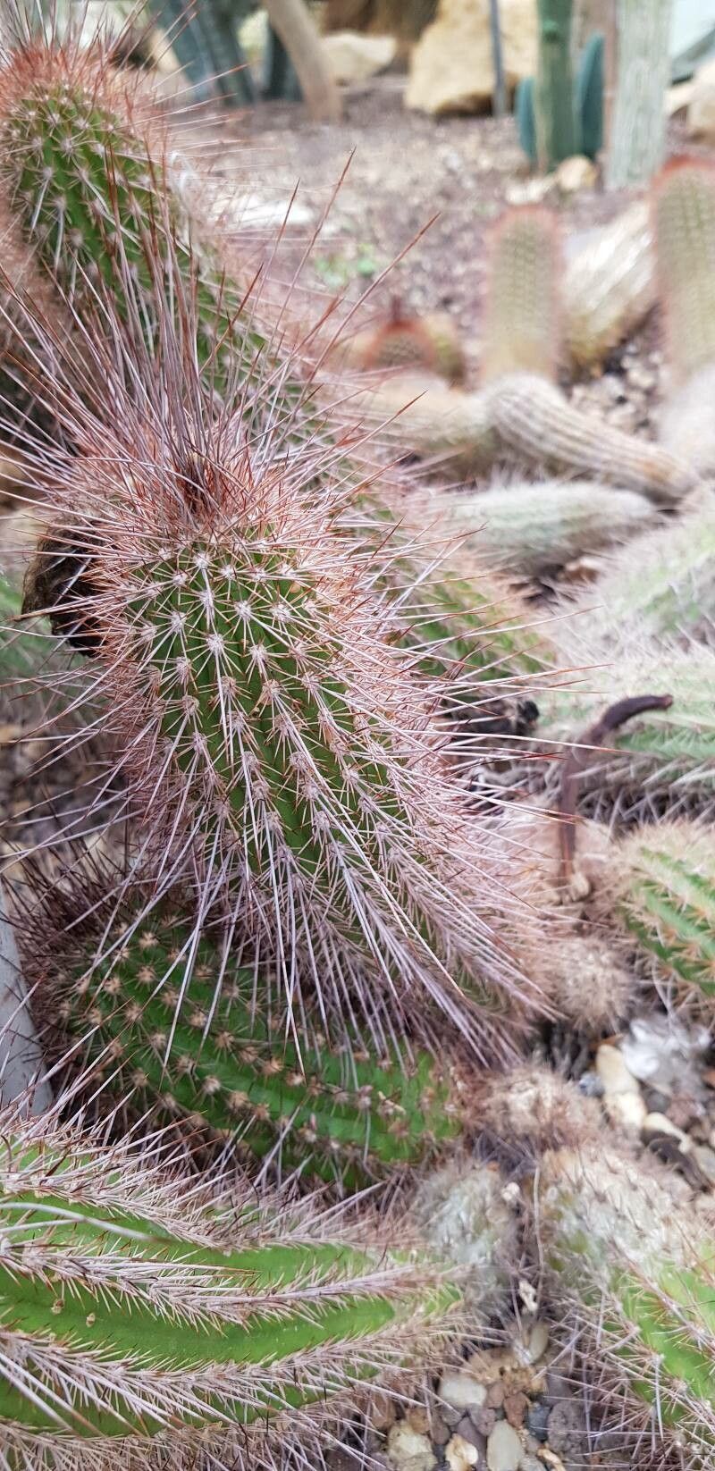 Soehrensia strigosa leaf