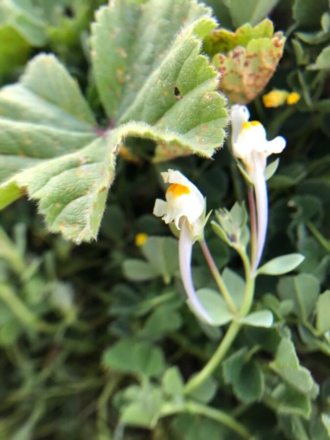 Linaria reflexa flower