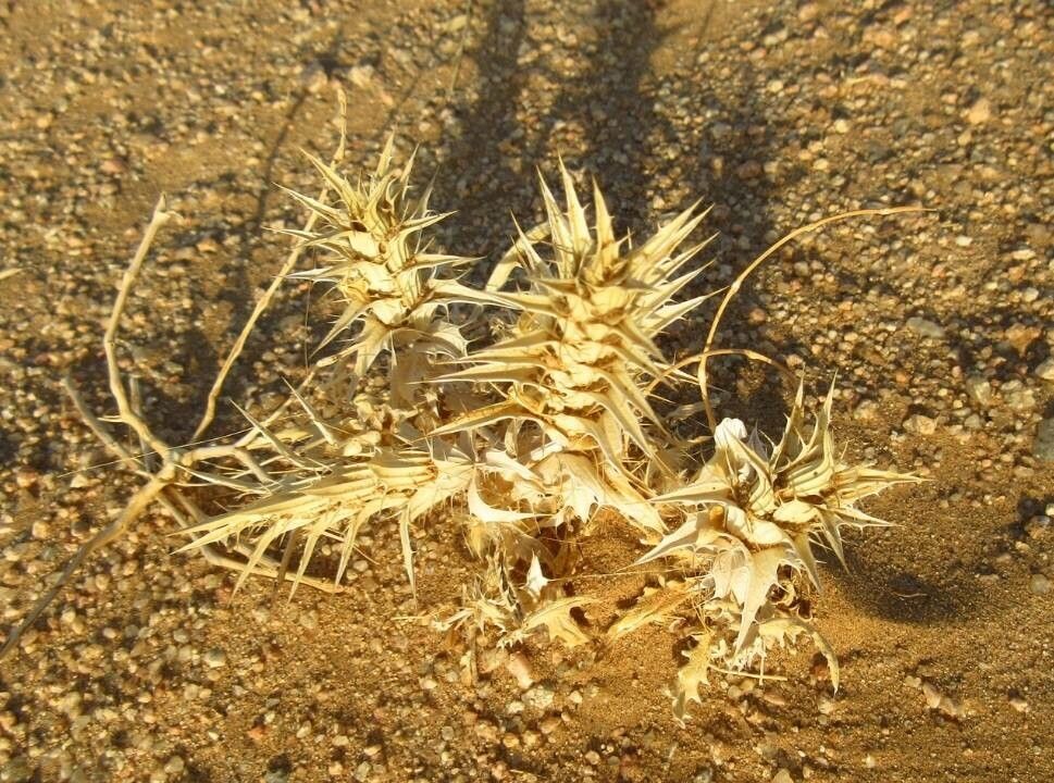 Blepharis ciliaris leaf