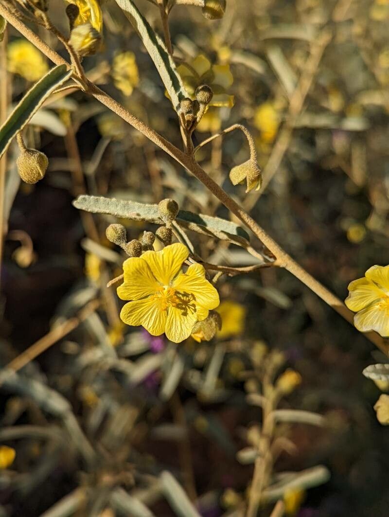 Sida petrophila — search result for 'Sida'