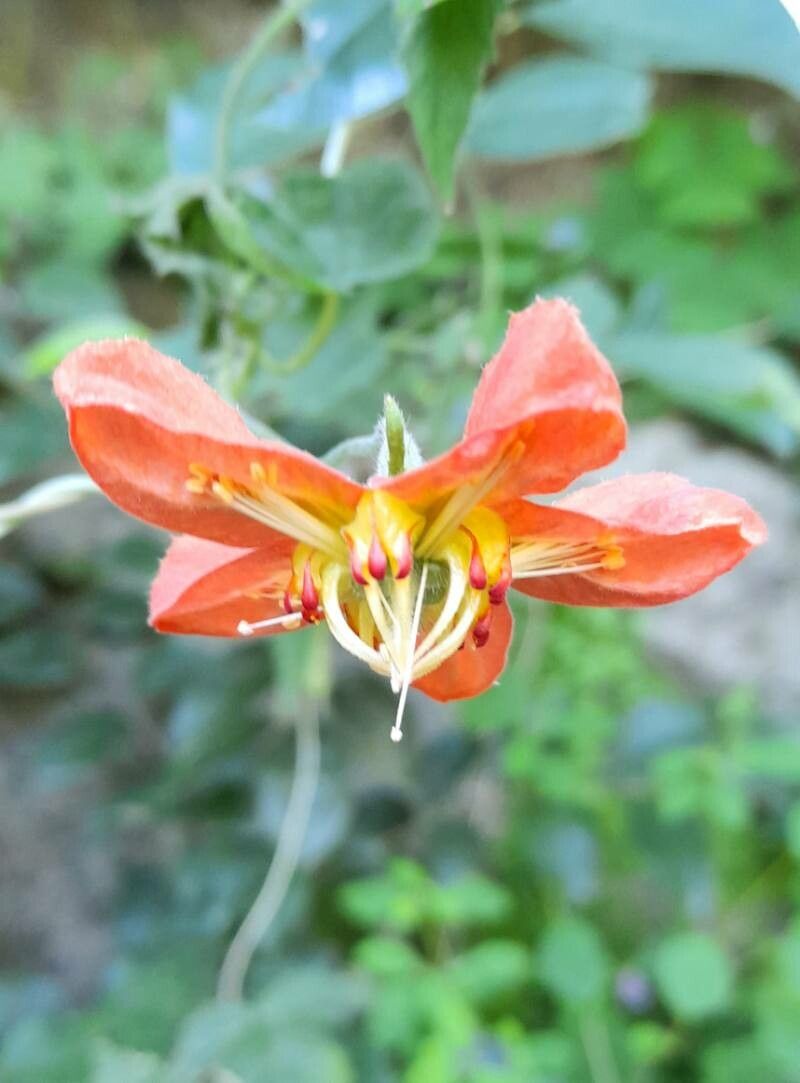 Caiophora hibiscifolia flower