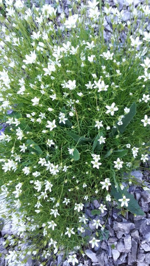 Minuartia austriaca leaf