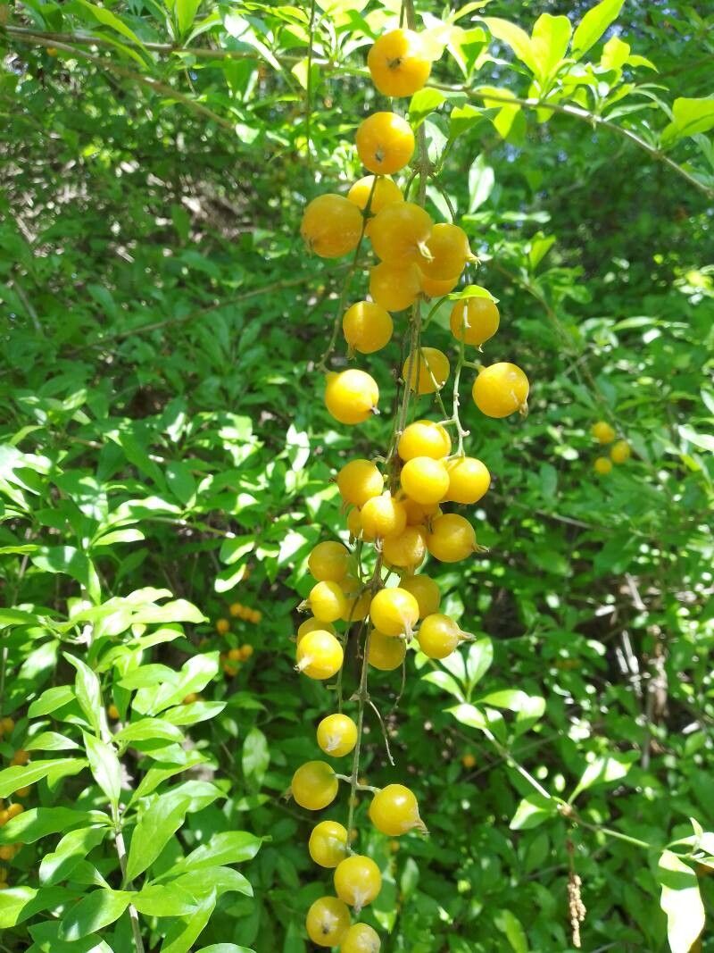 Populus carolinensis fruit