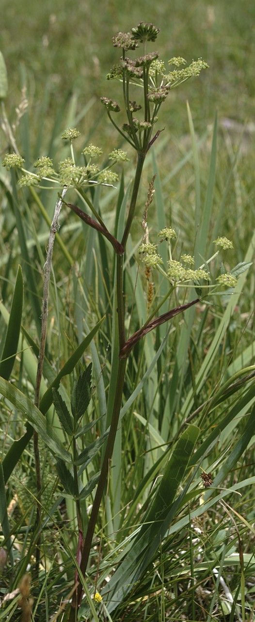 Angelica pinnata — search result for 'Angelica'