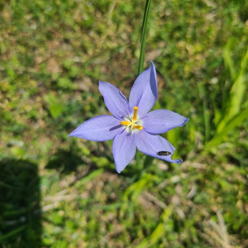 Nemastylis geminiflora flower