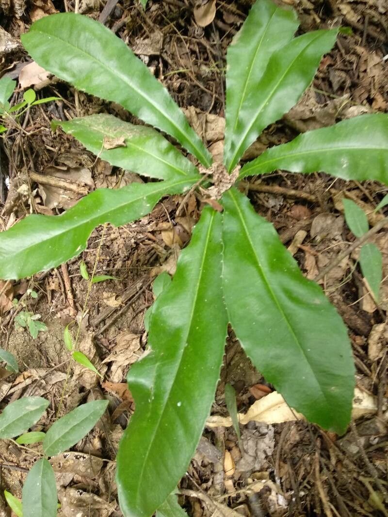 Asplenium serratum habit