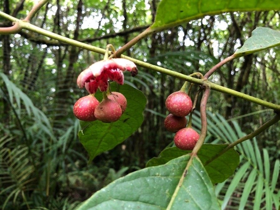 Siparuna thecaphora — houseplant care guide