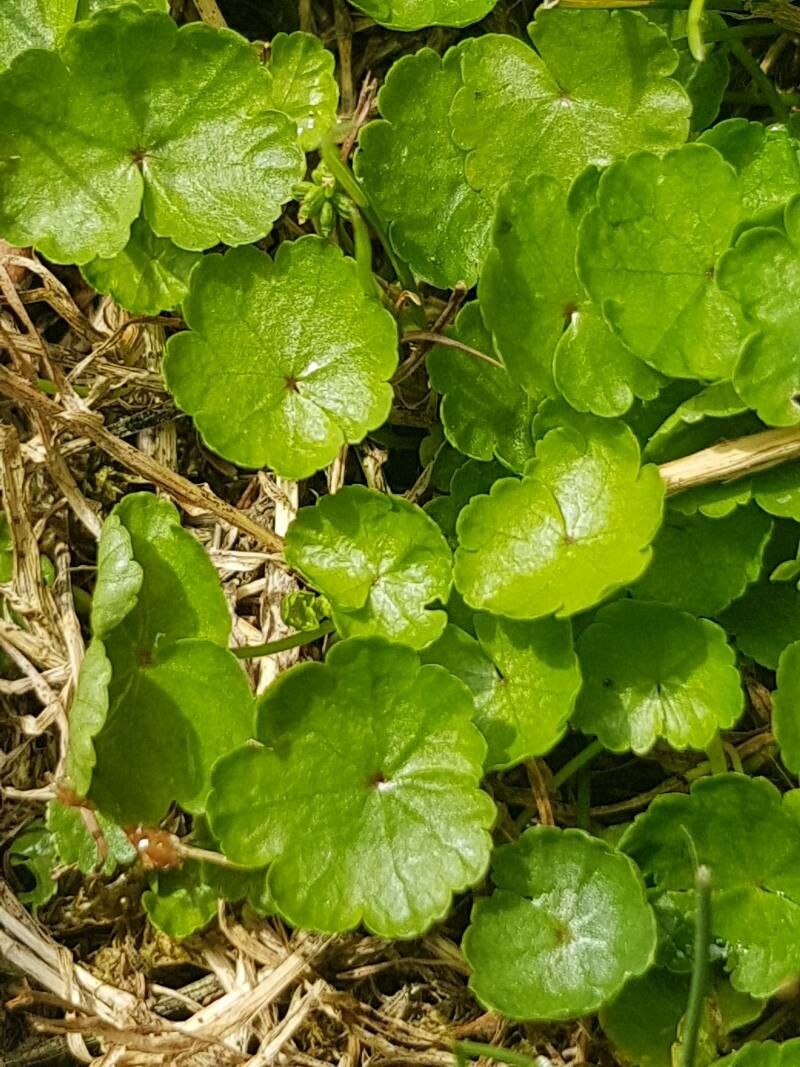 Hydrocotyle americana leaf