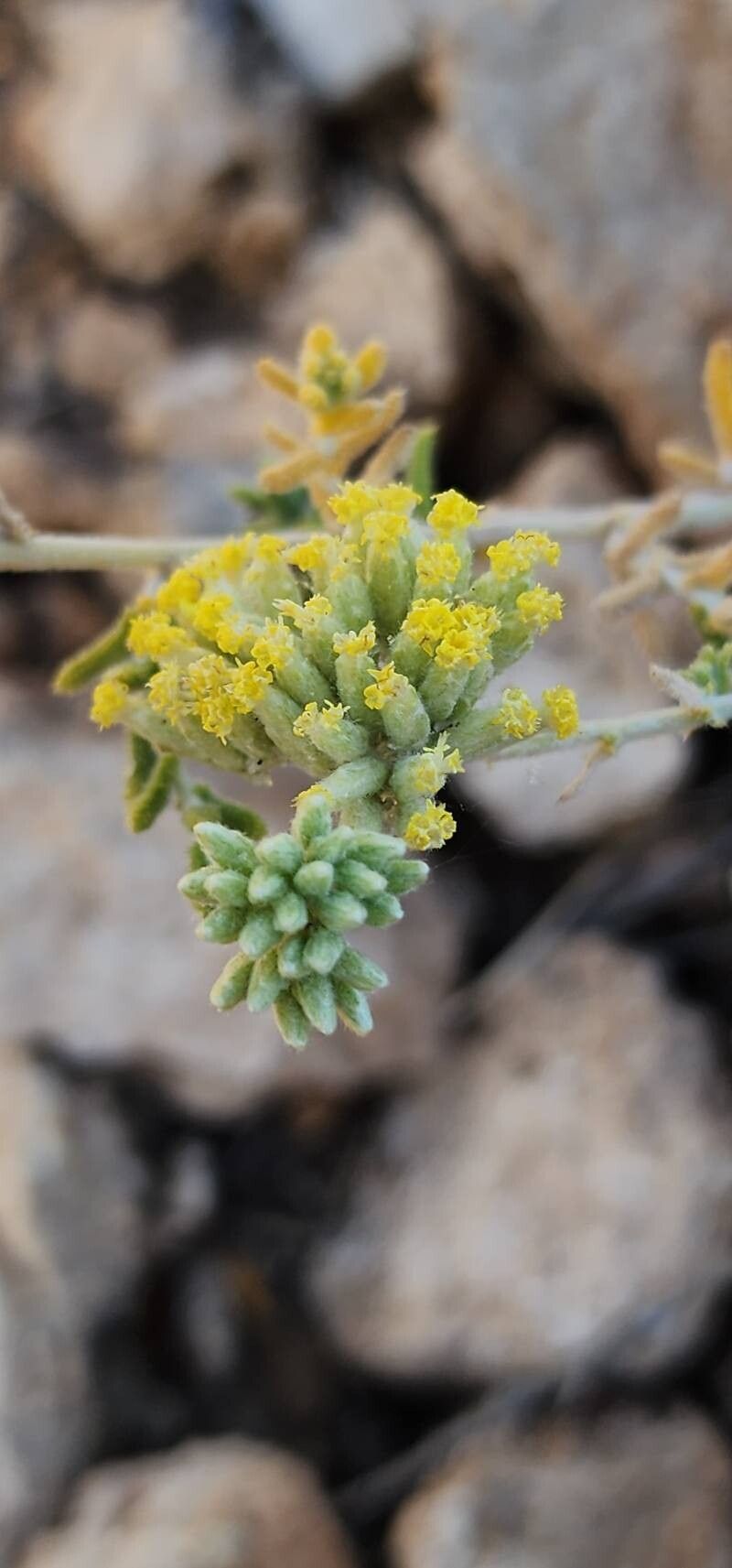 Achillea eriophora flower