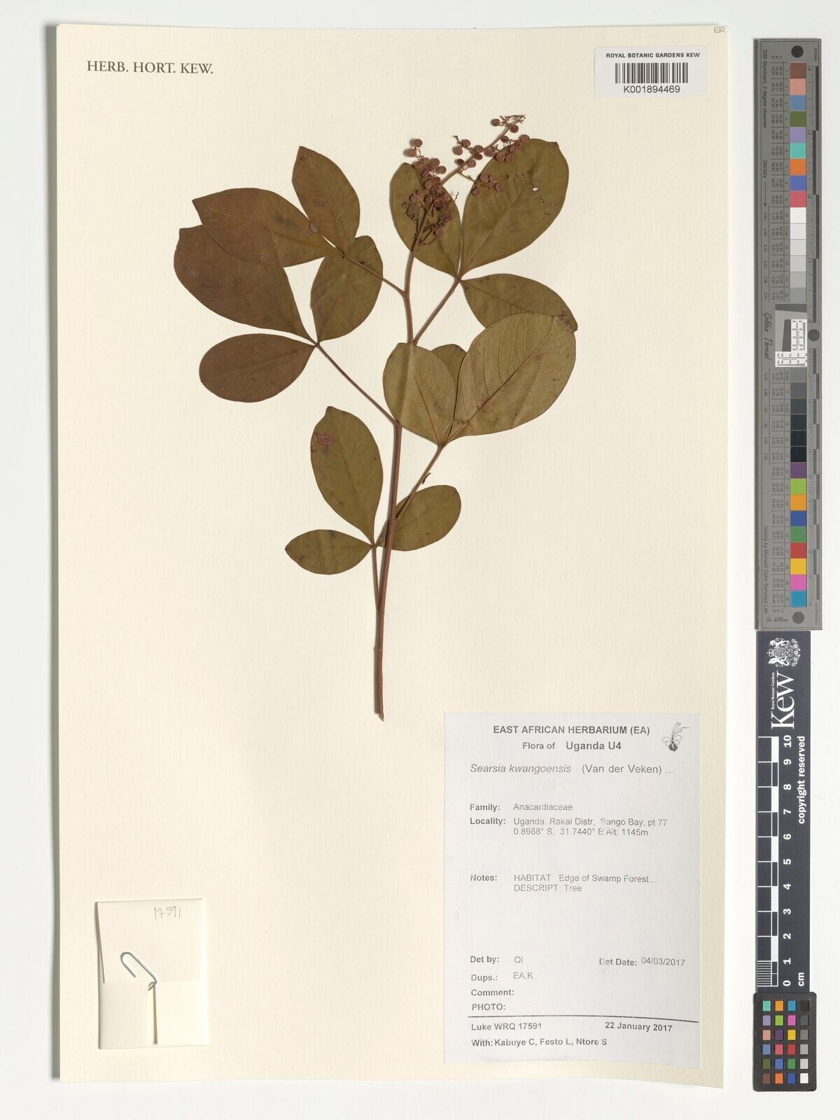 Searsia kwangoensis — houseplant care guide