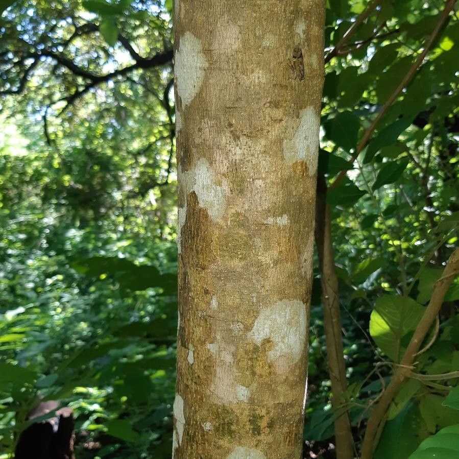 Trichilia americana bark