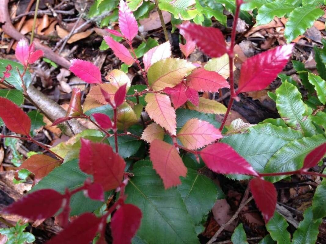 Nothofagus moorei — search result for 'Nothofagus'