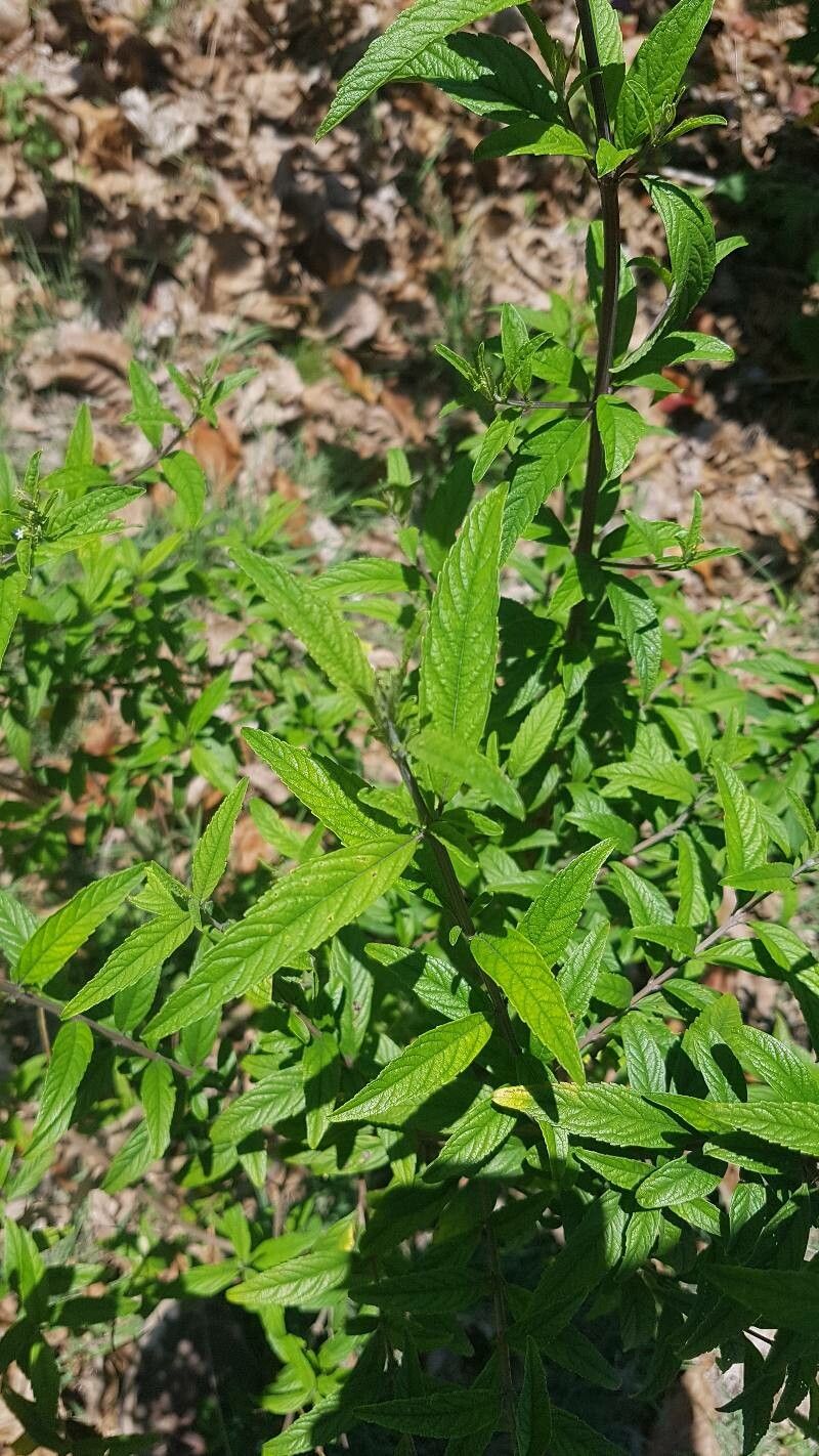 Condea verticillata — houseplant care guide