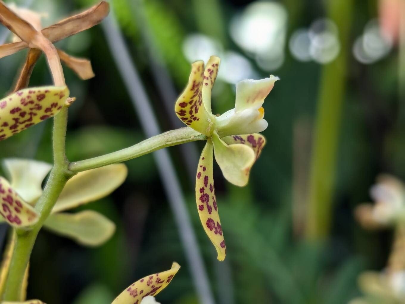 Prosthechea crassilabia flower