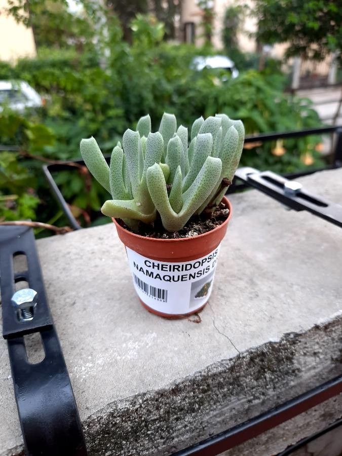 Cheiridopsis namaquensis — related species from the same genus