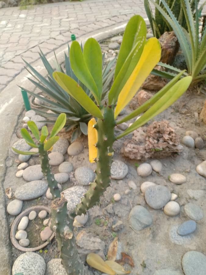 Euphorbia nivulia leaf
