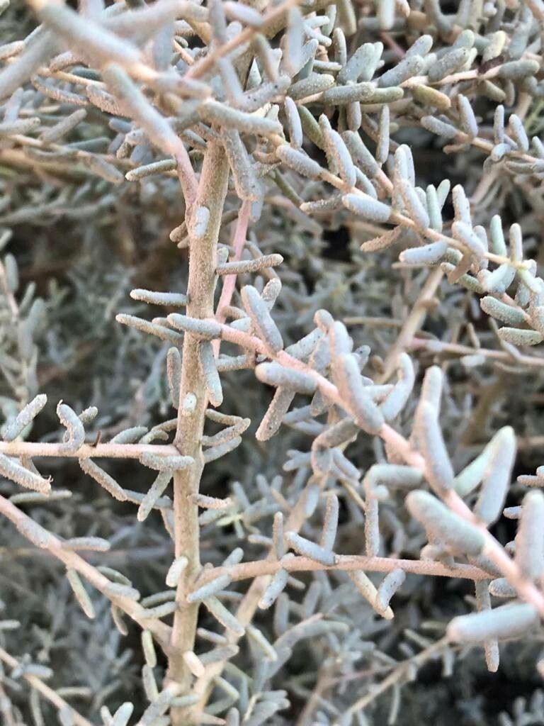 Suaeda nigra — search result for 'Suaeda'