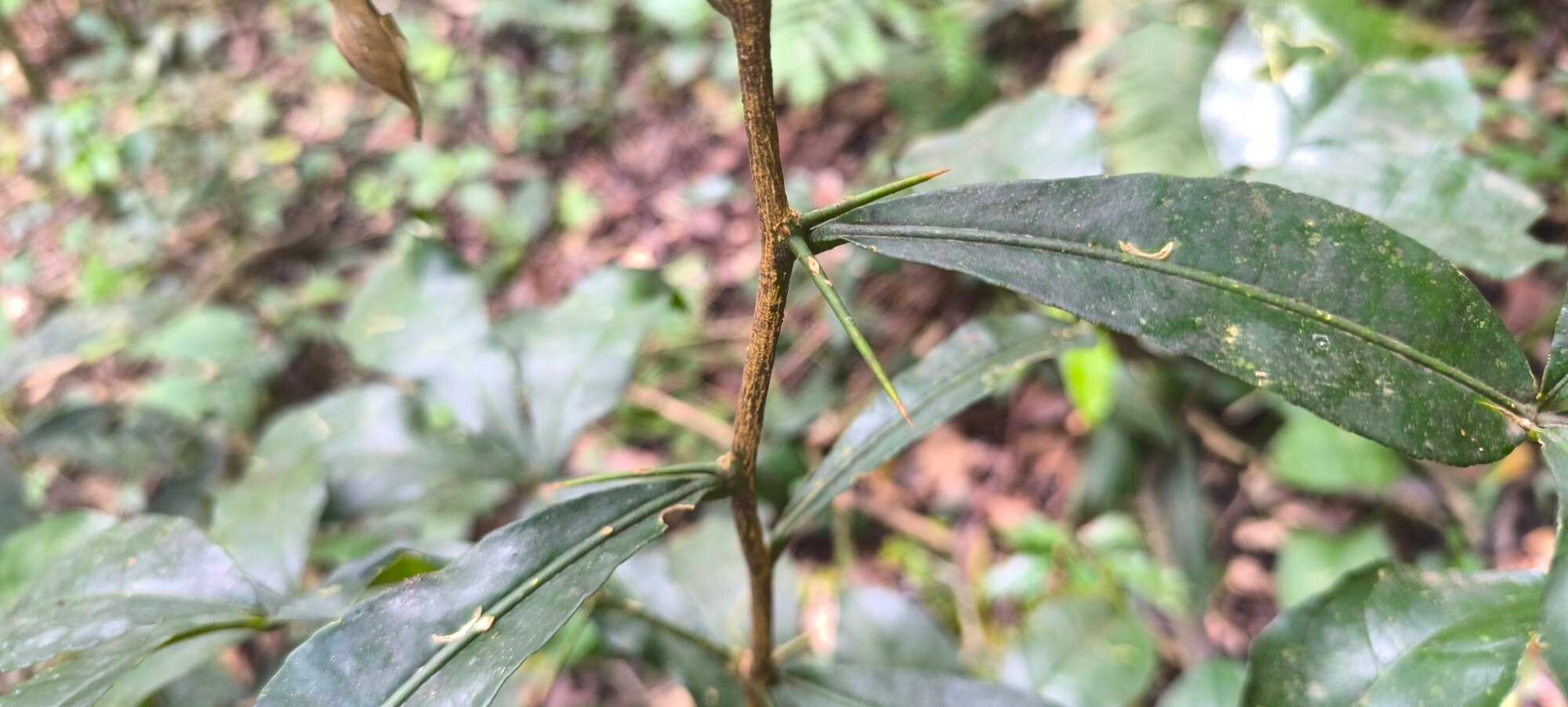 Citropsis articulata bark