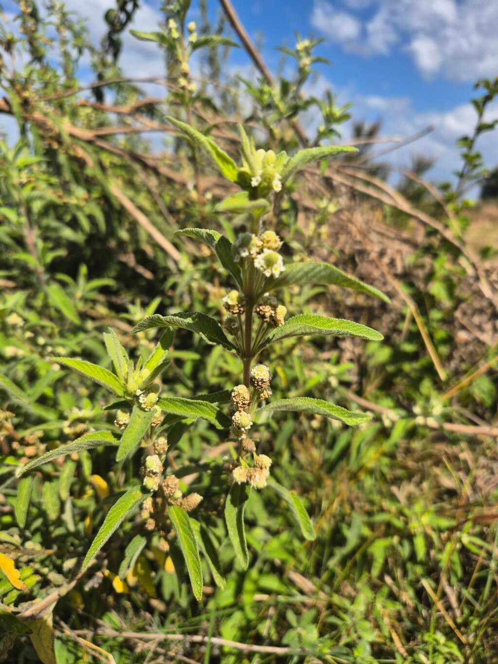 Lippia abyssinica flower