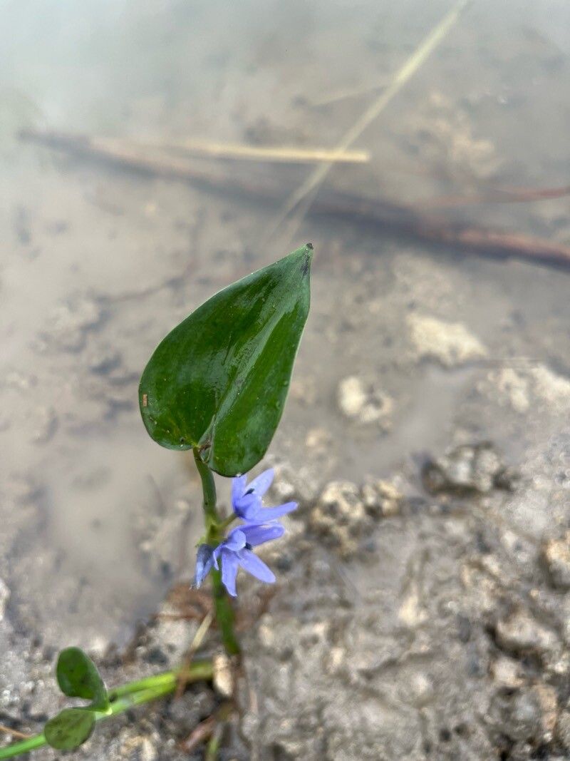 Pontederia vaginalis — search result for 'Pontederia'