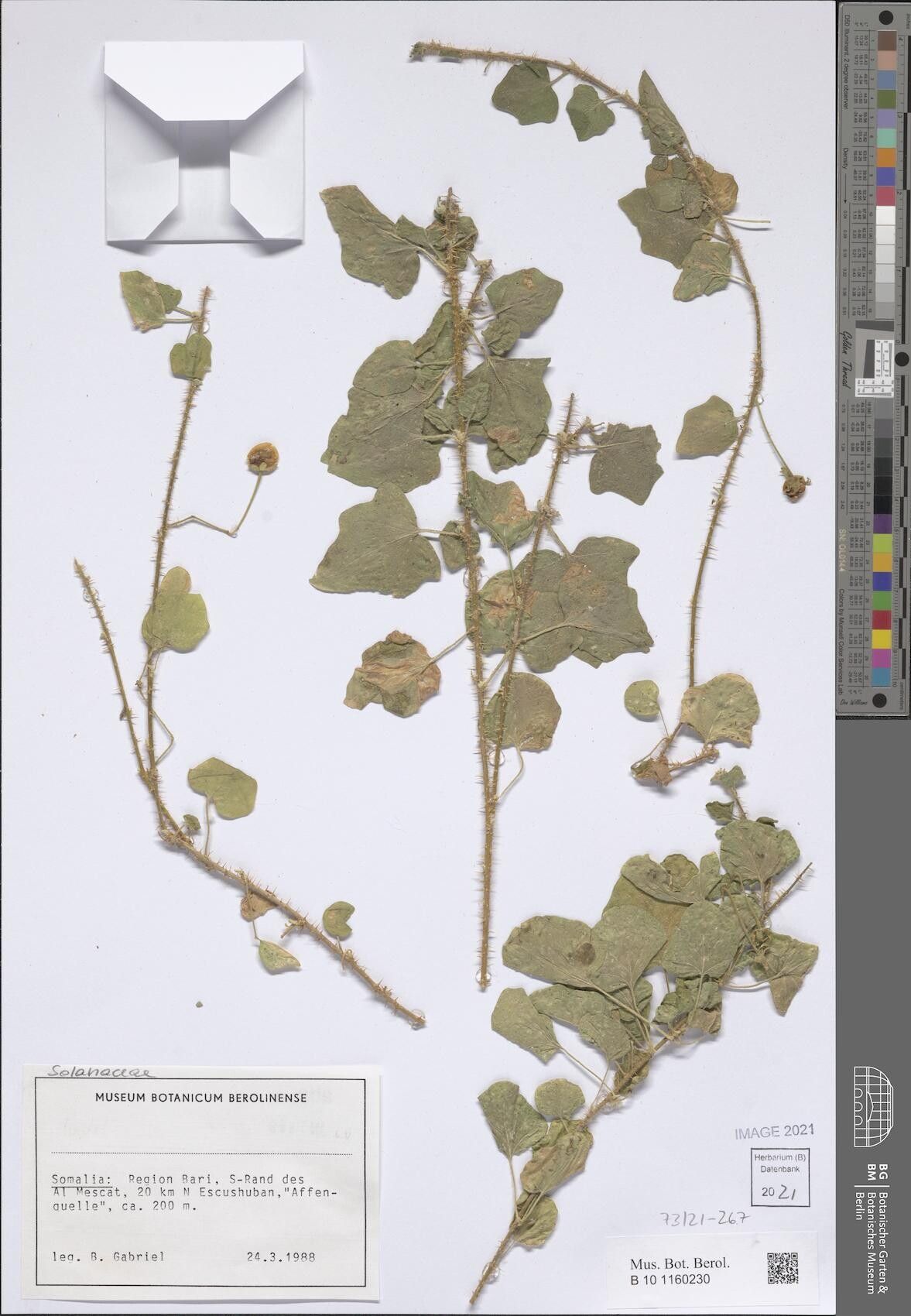 Solanum cymbalariifolium — houseplant care guide