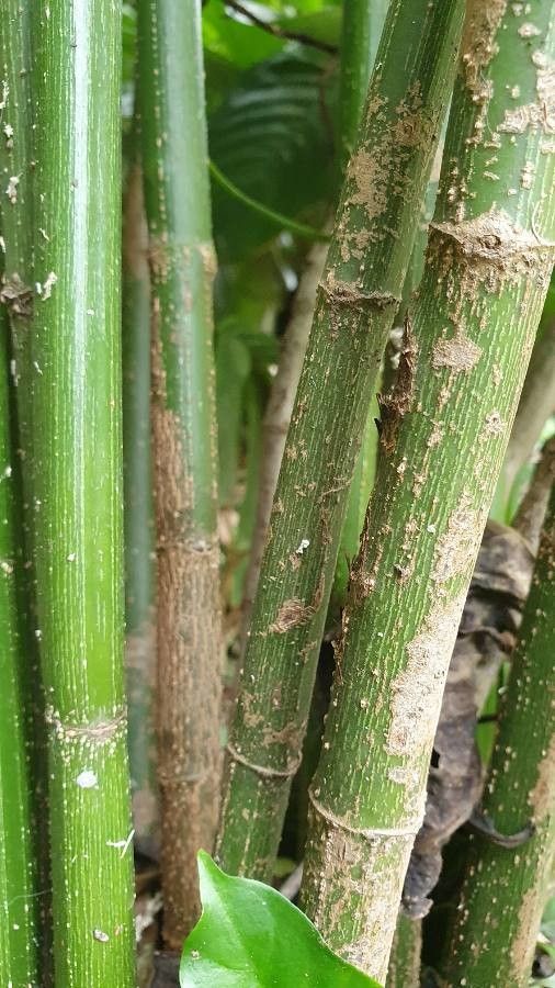 Odontonema cuspidatum bark