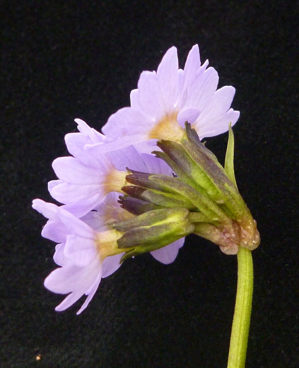 Primula elliptica — houseplant care guide