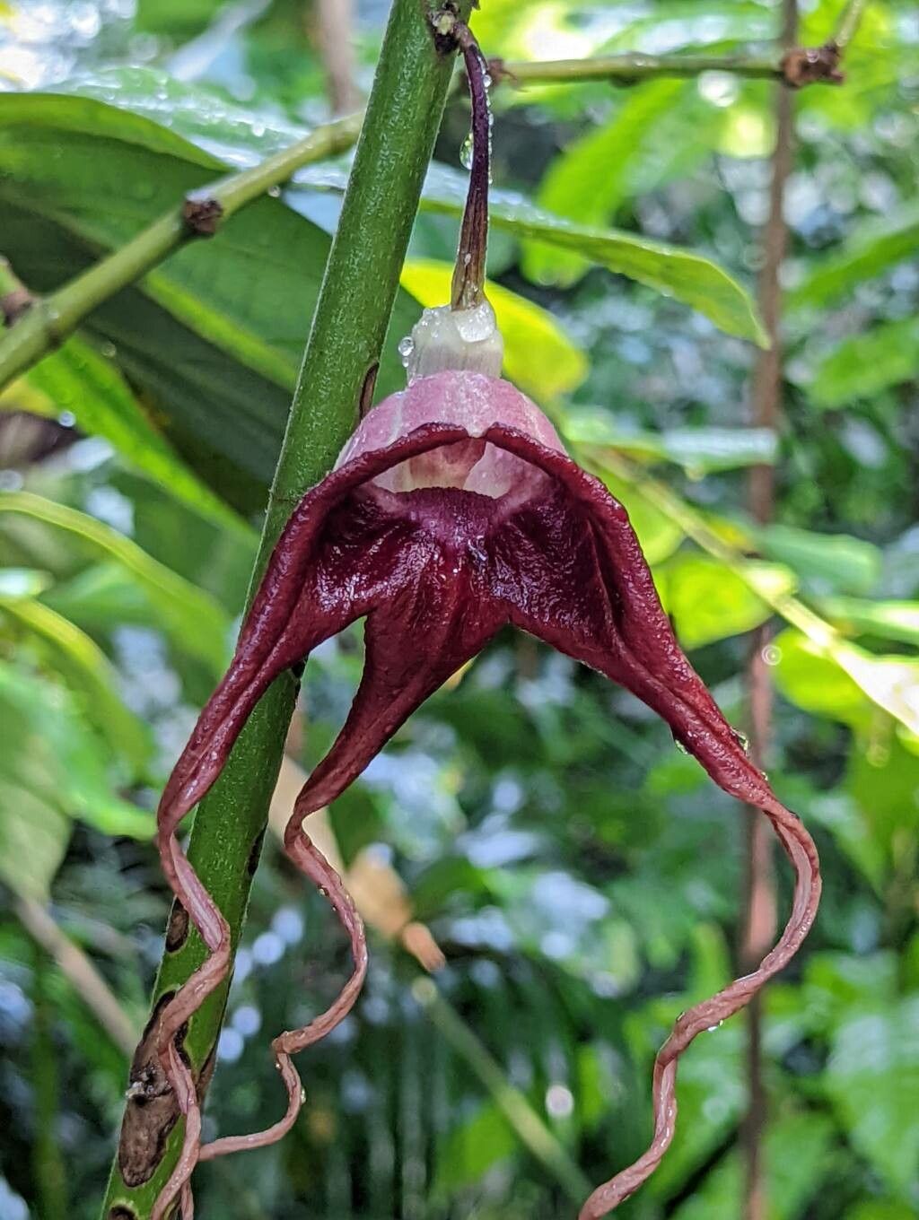 Aristolochia tricaudata flower
