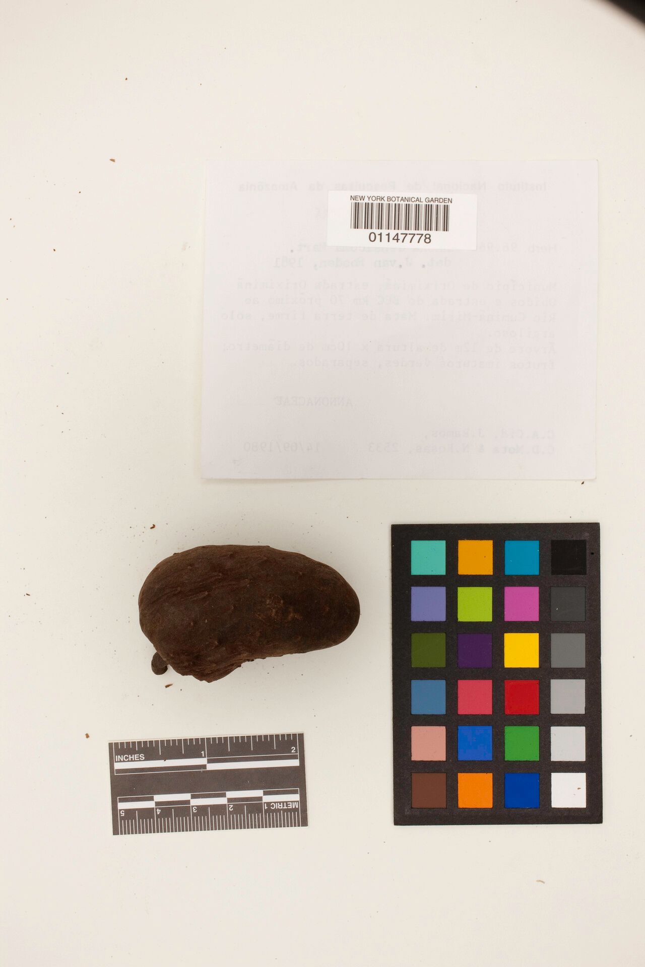 Annona densicoma fruit