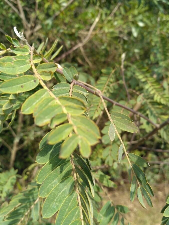 Sesbania virgata leaf