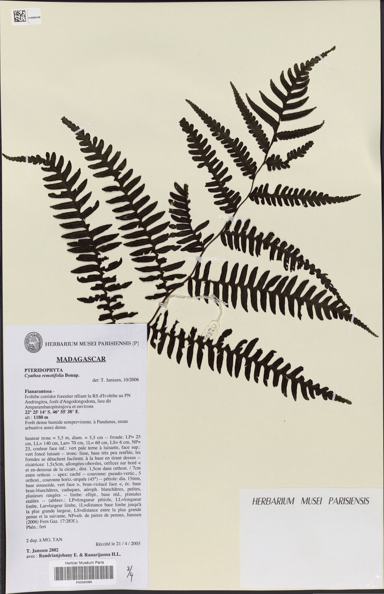 Alsophila simulans — houseplant care guide