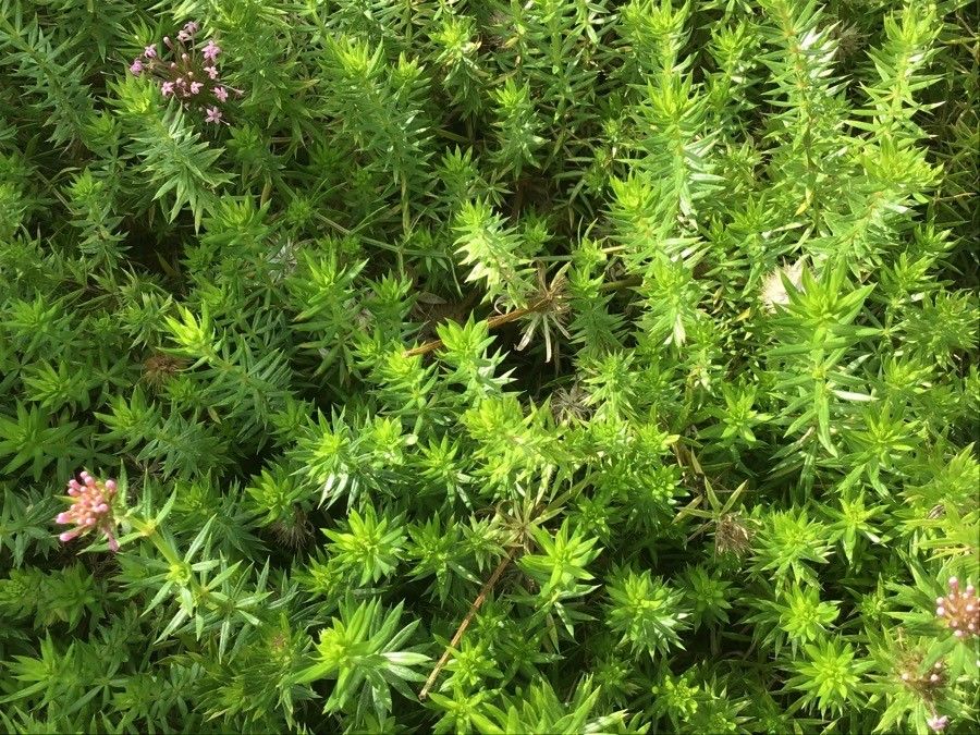 Phuopsis stylosa — search result for 'Iran'