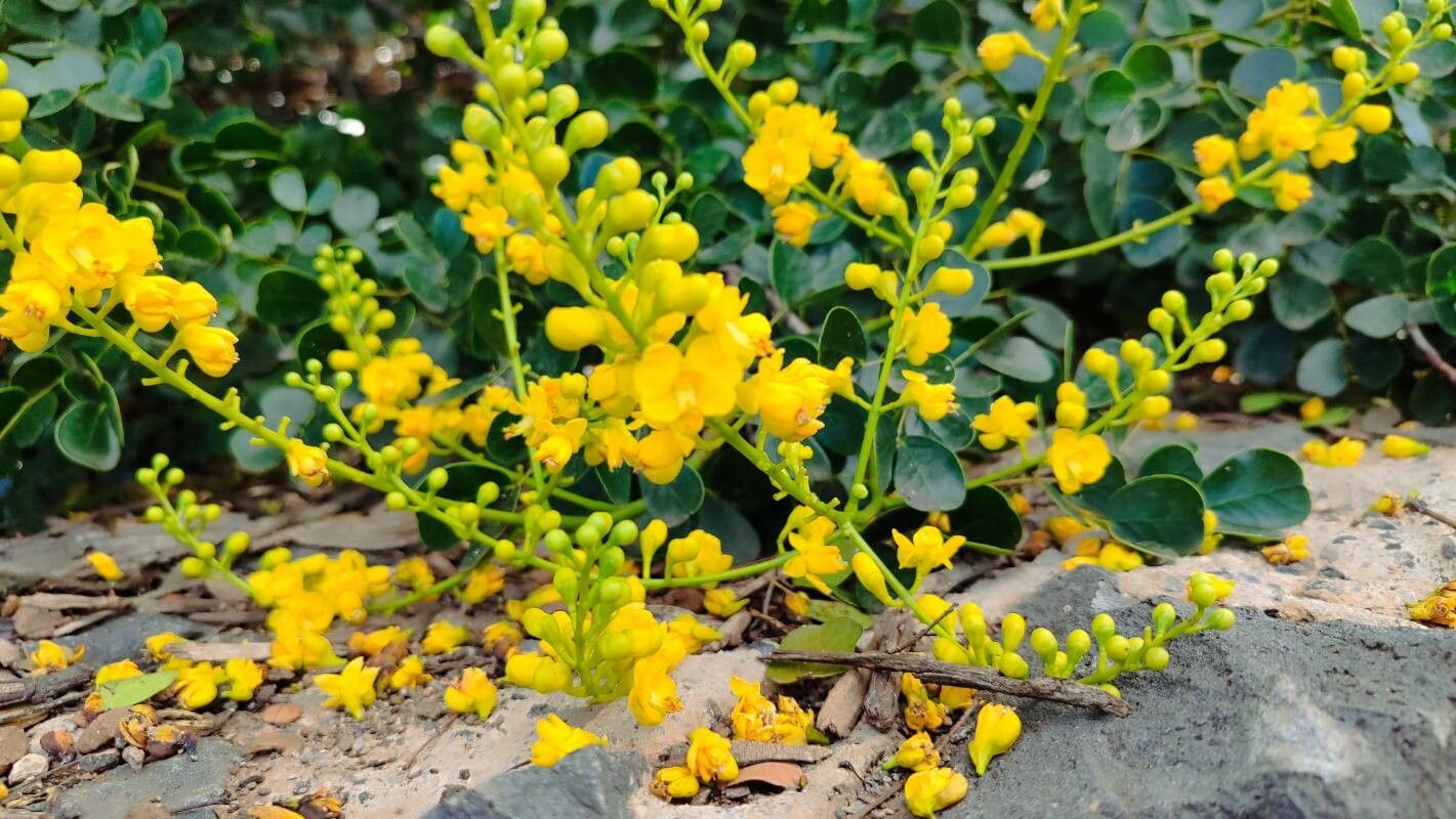Tara vesicaria flower