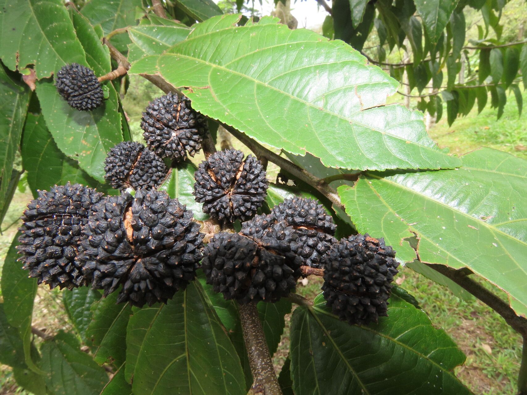 Guazuma invira fruit