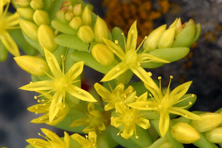 Sedella pumila flower