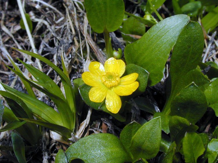 Ranunculus alismifolius flower