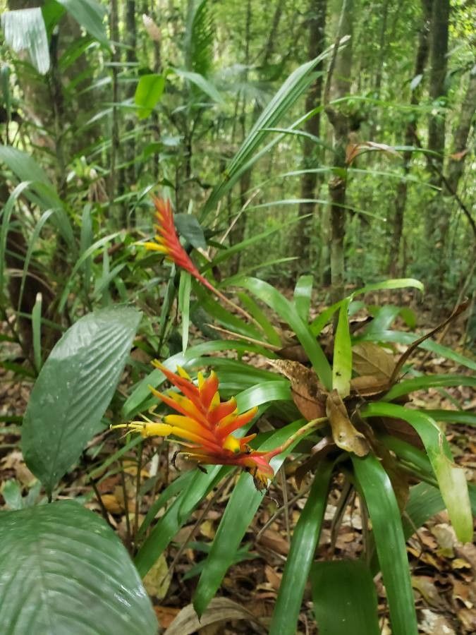 Vriesea carinata habit