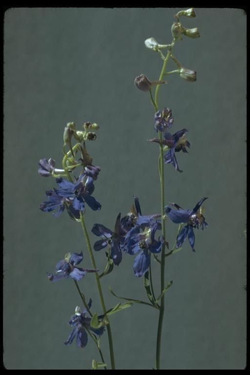 Delphinium gracilentum habit
