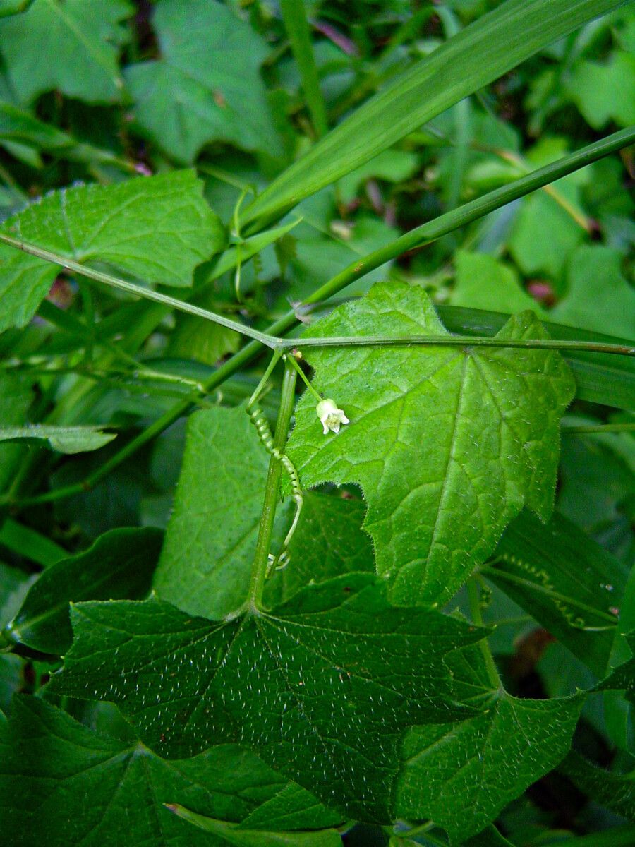 Zehneria minutiflora habit