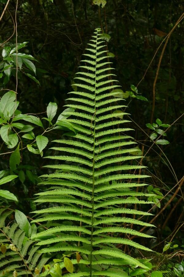 Thelypteris costata — search result for 'Thelypteris'