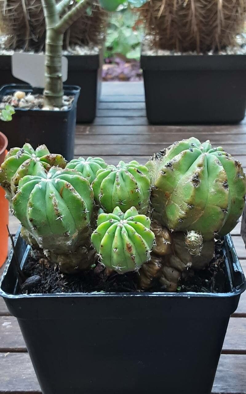 Echinopsis subdenudata bark