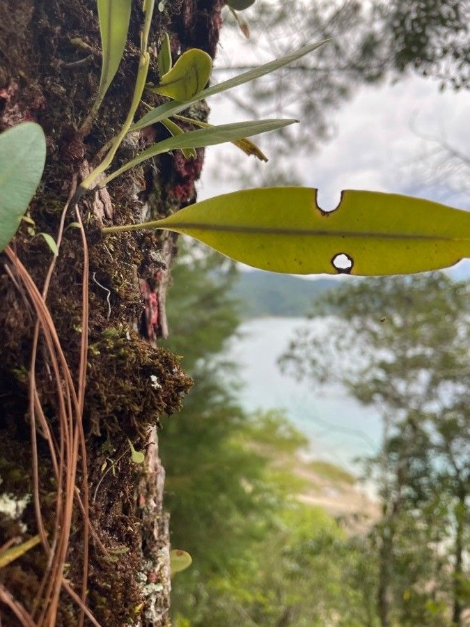 Elaphoglossum amygdalifolium — related species from the same genus