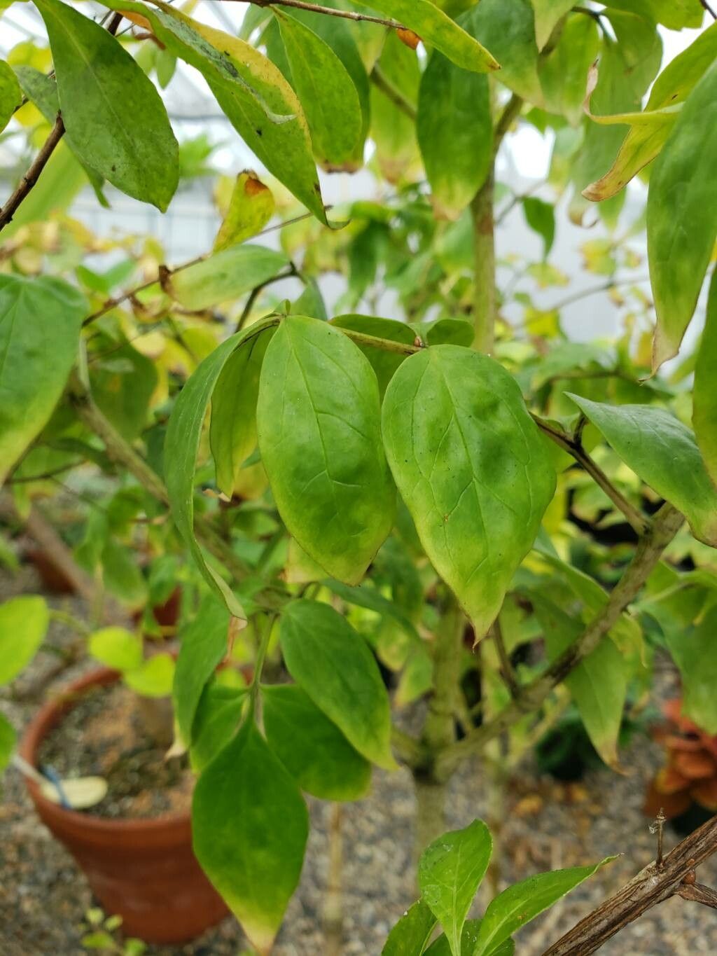 Gonatopus boivinii — houseplant care guide