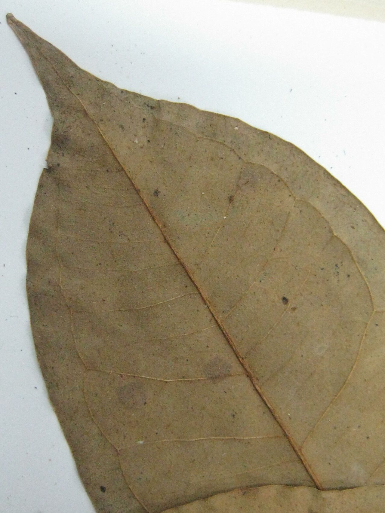 Eugenia omissa other